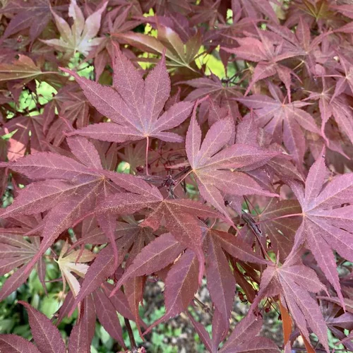 Érable du Japon Atropurpureum rouge. Le pot de 10 litres