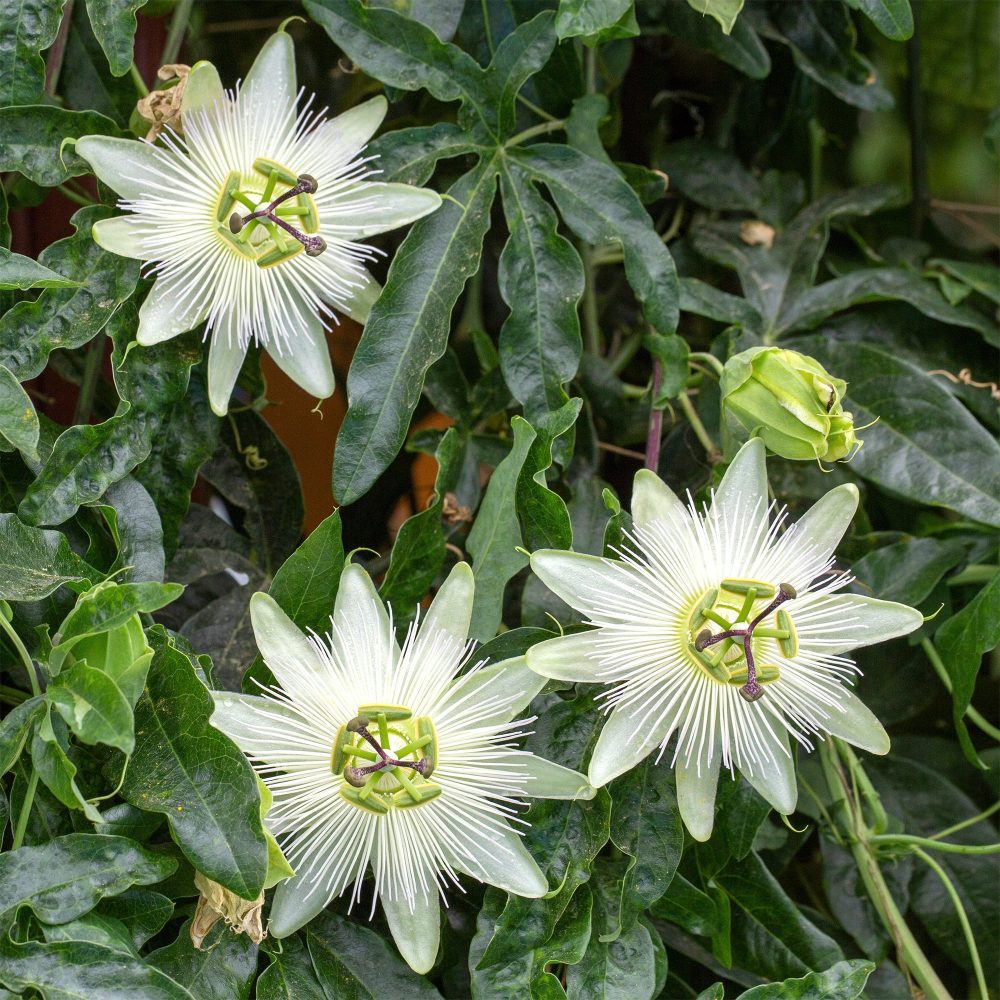 Passiflore Constance Elliot Passiflora caerulea constance elliot