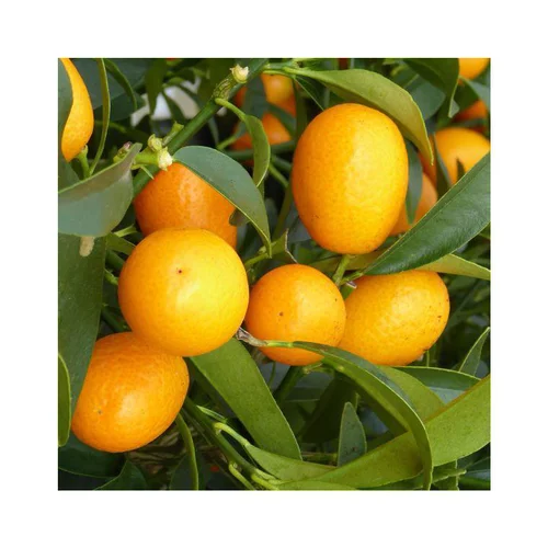 Kumquat. Le pot de 5 litres