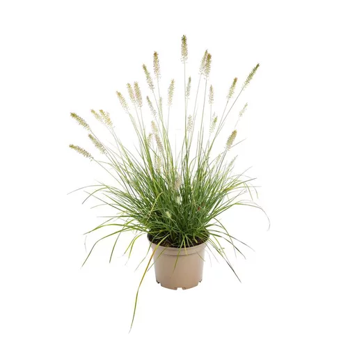 Herbe aux écouvillons - Le pot de 3 litres
