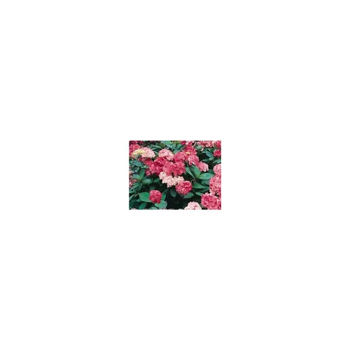 Hydrangea Serrata Precioza – Pot de 5L
