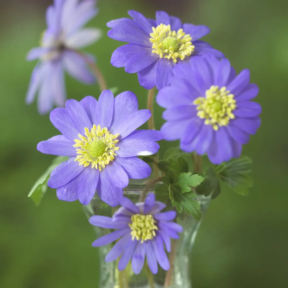 20 Anémones de Grèce Anemone blanda