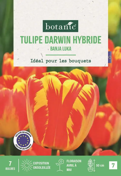 Bulbes de fleurs Tulipe Darwin hybride Banja Luka rouge et jaune botanic® - 7 bulbes