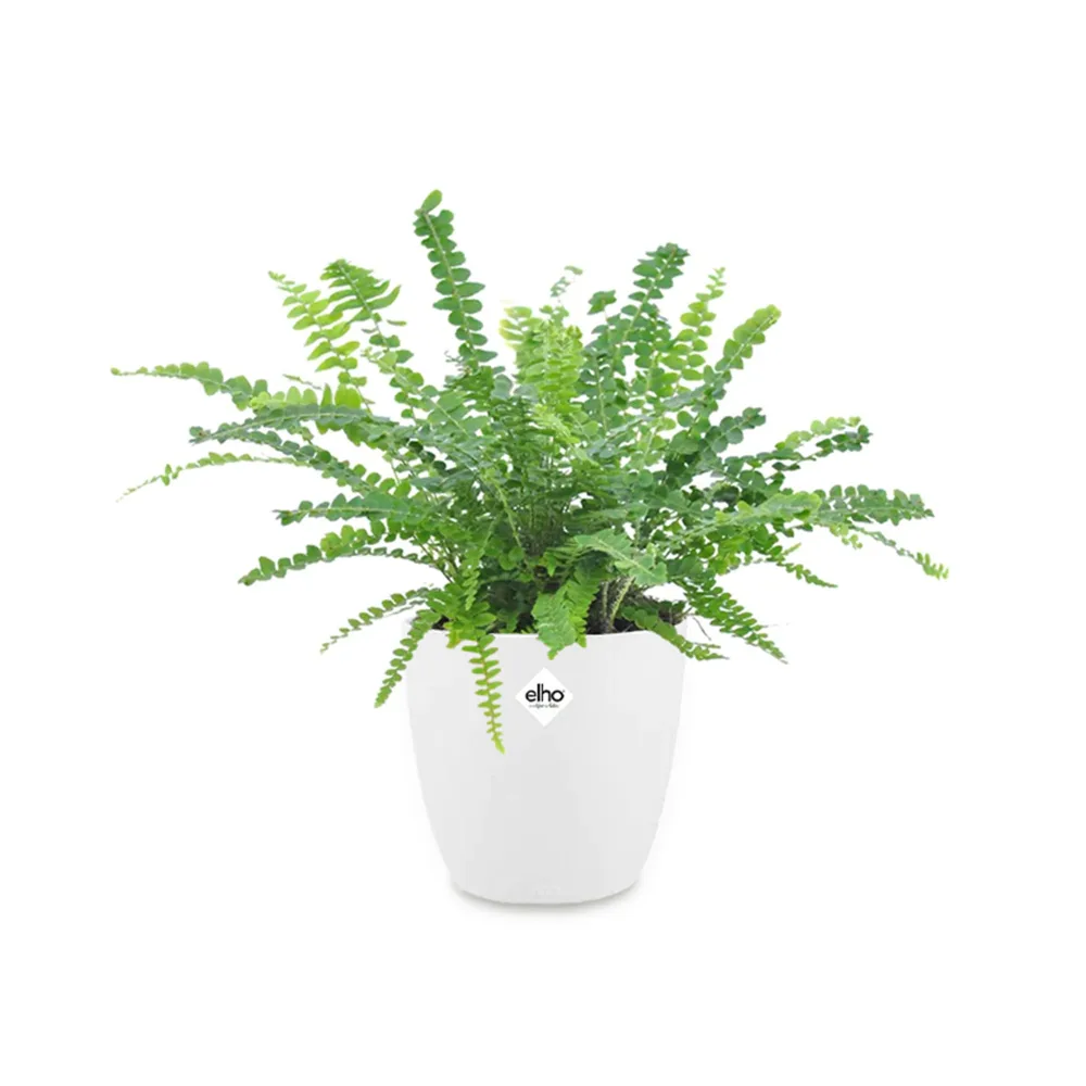 Fougère Duffi et son cache-pot blanc ELHO Nephrolepis exaltata Duffi