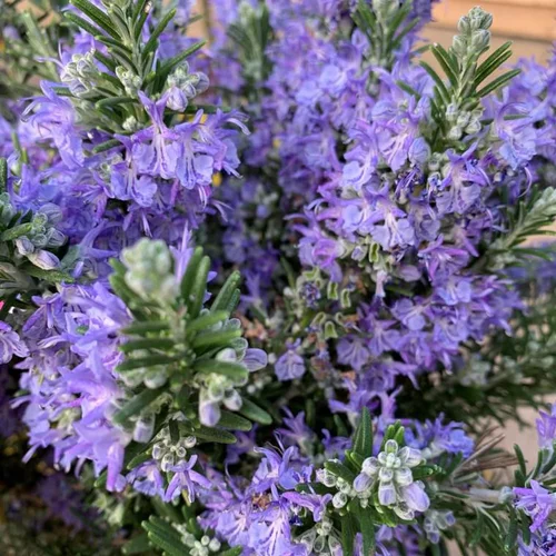 Romarin (Rosmarinus Officinalis) Repens. Le pot de 7 litres