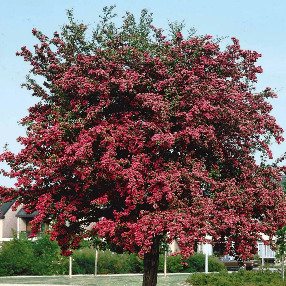 Aubépine rouge Crataegus laevigata paul's scarlet