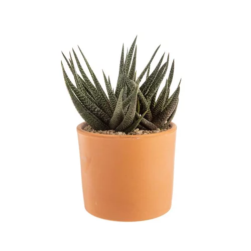Gasteria panachage par 18 pot terre cuite Ø20x30 cm