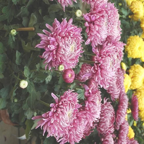 Chrysanthème dirigé unifleur à grosses fleurs doubles multicolores. Le pot de 3 litres