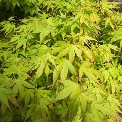 Érable du Japon Katsura orange. Le pot de 5 litres