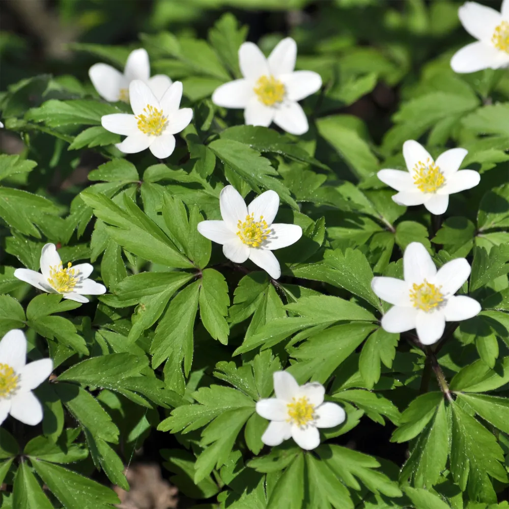 Anémone des bois Anemone nemorosa