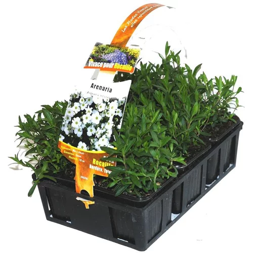 Aster Dumosus - La barquette de 6 plants