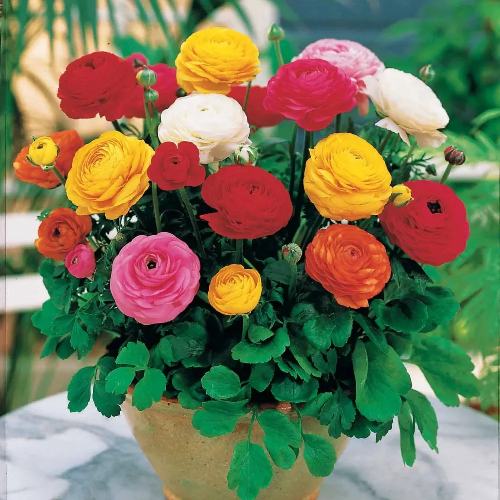 10 Renoncules Mirabelle en mélange Ranunculus mirabelle