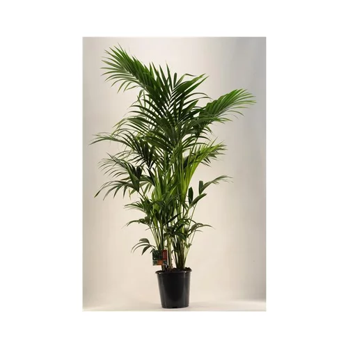 Kentia Forsteriana pot Ø27 cm/ H170 cm