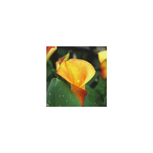 Arum de - Le pot de 1 litre