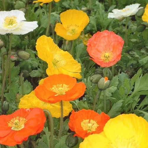 Pavot d’Islande rose en pot de 2 L