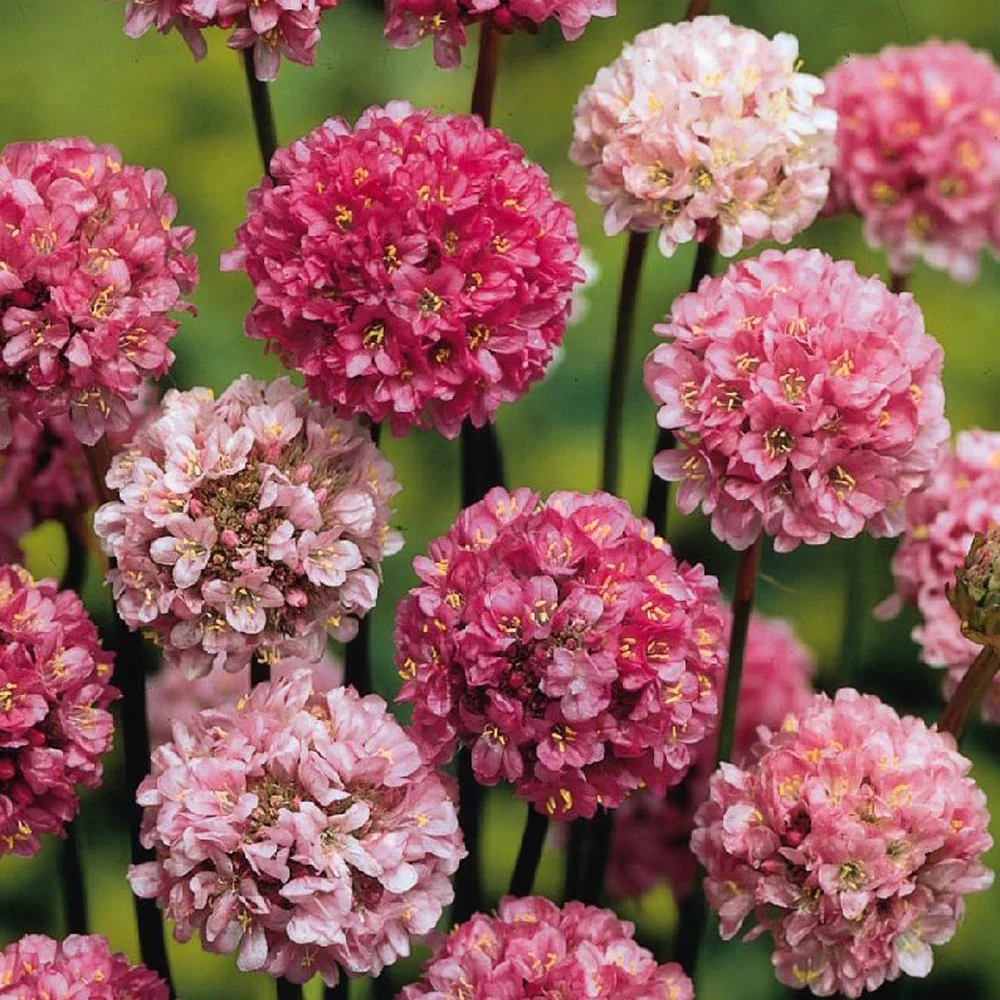 Gazon d'Espagne Ballerina Lilac Armeria pseudarmeria 'ballerina lilac'