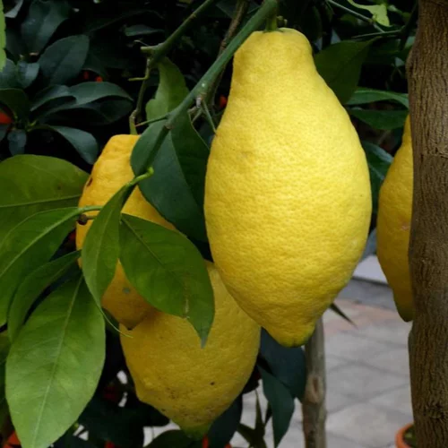 Citronnier. Le pot de 50 litres