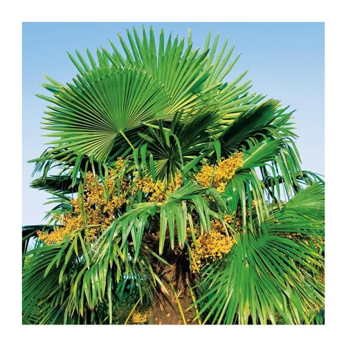 Palmier de Chine - pot 90 L
