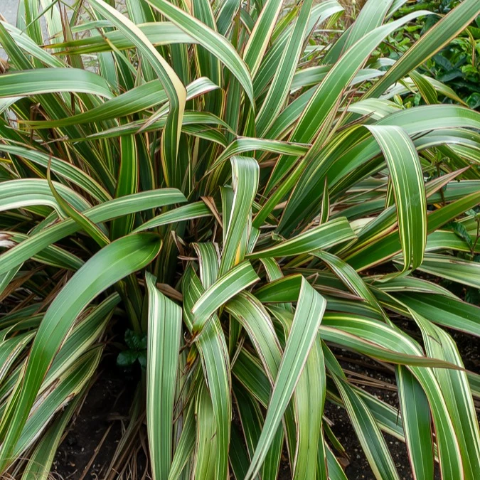Phormium Tricolor - Lin de Nouvelle-Zélande Phormium cookianum Tricolor