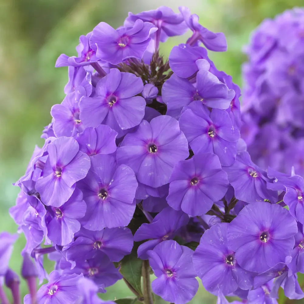 Phlox paniculé Amethyst Phlox paniculata Amethyst