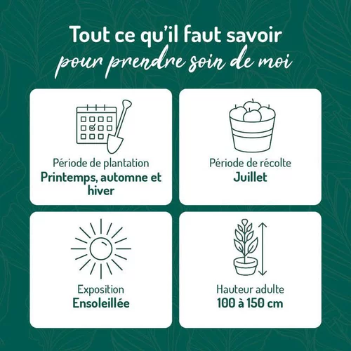 Cassissier Andega Bio. Le pot de 5 litres