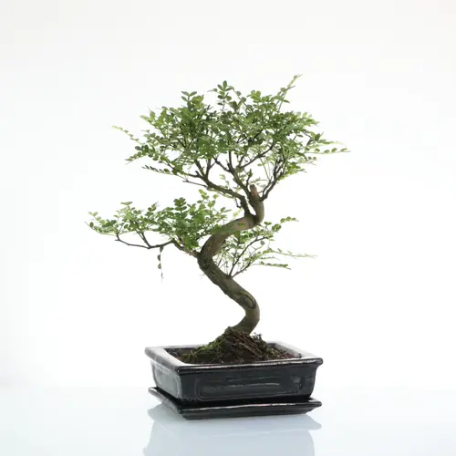 Bonsaï poivrier botanic® taille 4,2. Le pot
