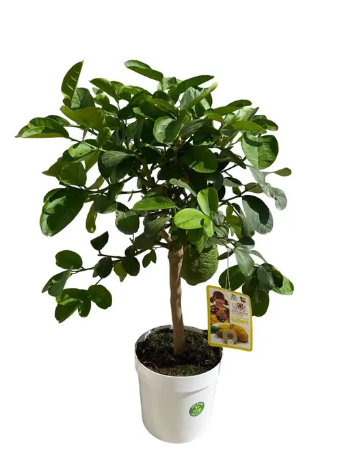 Cédratier 1/4 tige coloris orange - 5 L