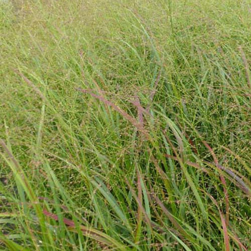 Panic érigé Strictum Panicum virgatum strictum