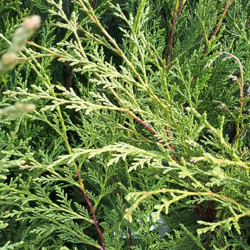 Cupressocyparis Leylandii de Greffe 125/150 cm en pot de 5 L