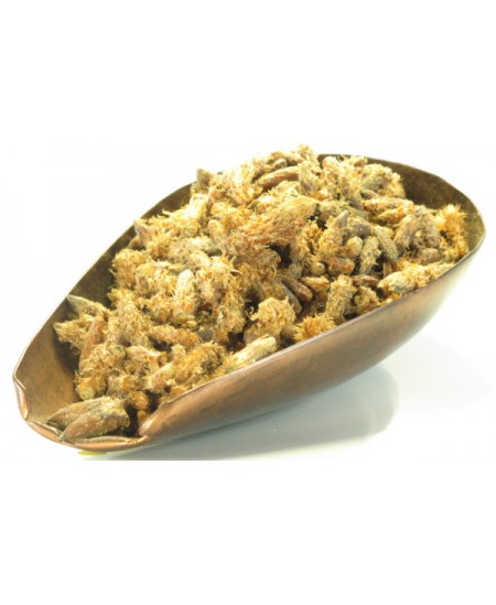 Herboristerie de Paris Bourgeons de Pin Sylvestre en vrac pour tisane et infusion 100gr