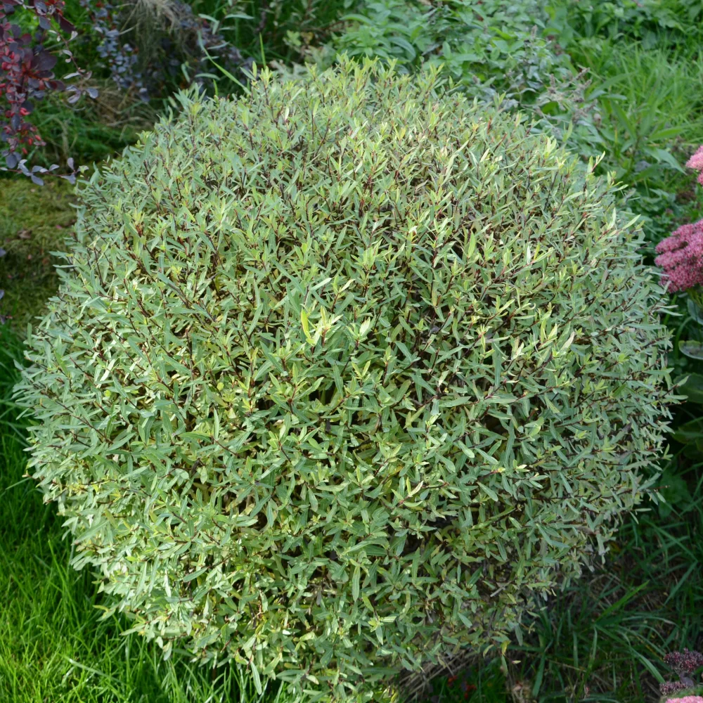 Saule pourpre nain Salix purpurea Nana
