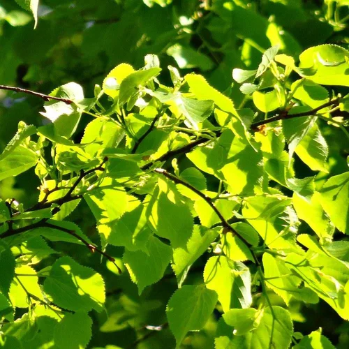 Tilleul à Petites Feuilles Greenspire. Le pot de 30 litres