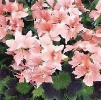 Géranium zonale à fleurs étoilées - Le pot de 10,5 cm
