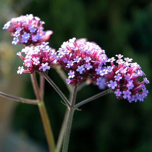 Verveine de Buenos Aires ou Verbena Bonariensis. Le pot de 2 litres