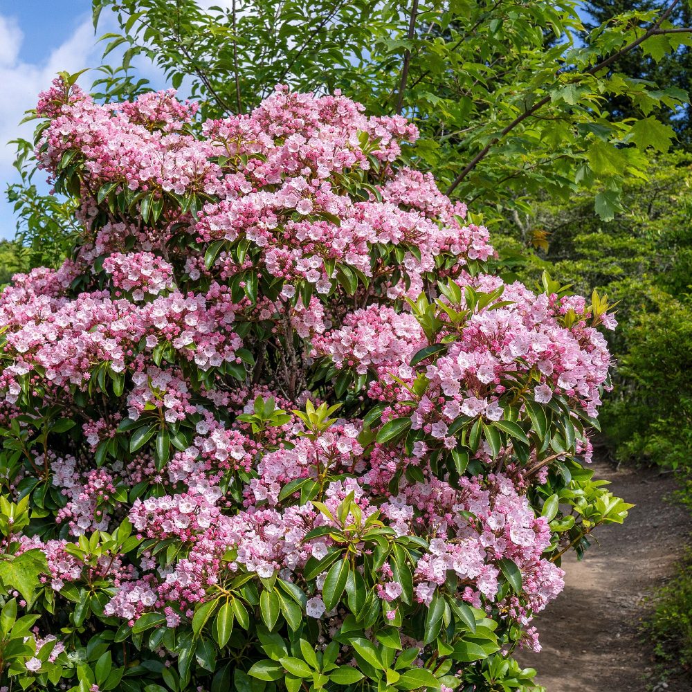 Laurier des montagnes Kalmia latifolia