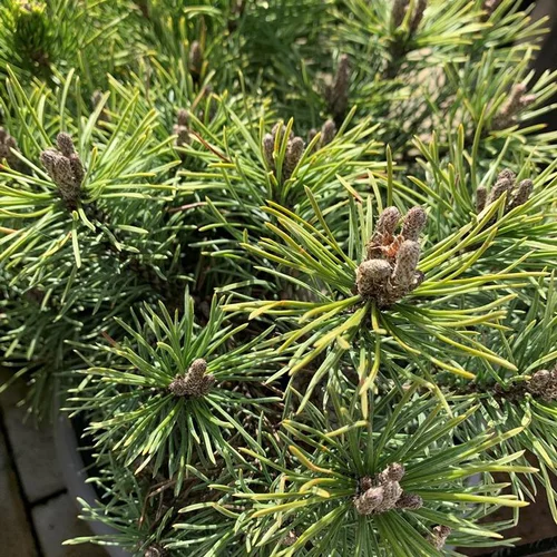 Pin (Pinus) Mugo Mops 20/30. Le pot de 5 litres