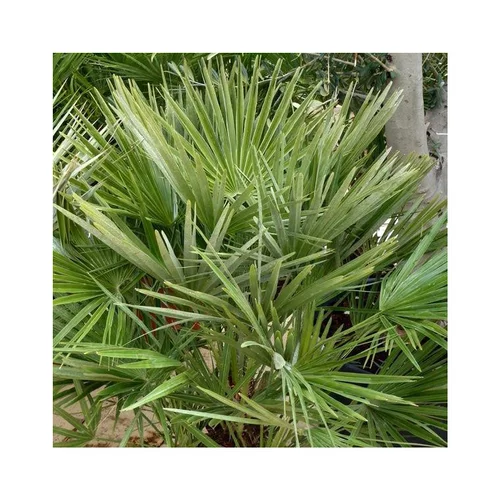 Palmier nain bleuté Chamaerops Humilis Cerifera bleu. Le pot de 160 litres, 60/80 cm