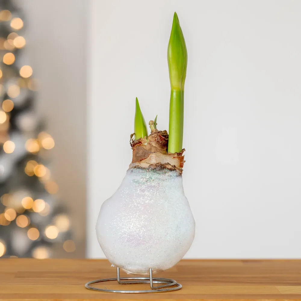 Wax Amaryllis Magic White Amaryllis Magic White