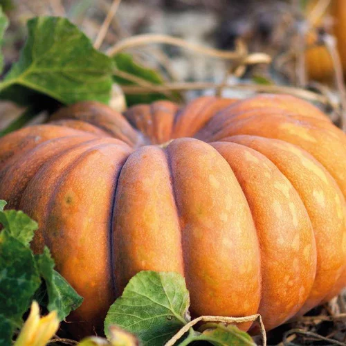 Courge Musquee De Provence Bio. Le pot de 10,5 cm