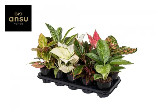 Aglaonema mix. Le pot Ø 12 cm