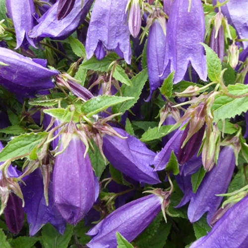 Campanule Rings-a-Bell Indigo Blue Campanula ringsabell indigo blue ( ringsabell ser