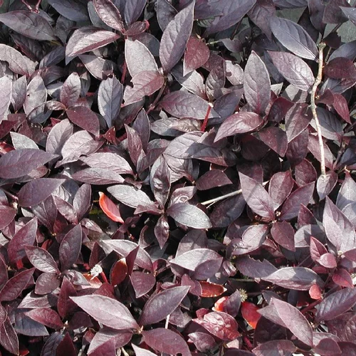 Alternanthera Dentata 'Purple Knight'. Le pot de 1 litre