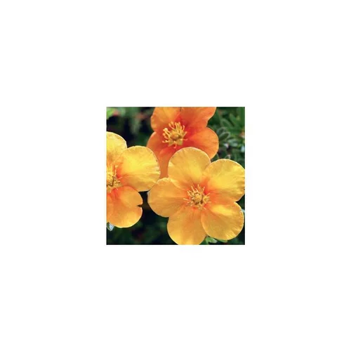 Potentilla Fruticosa Variée Orange – Pot de 3L