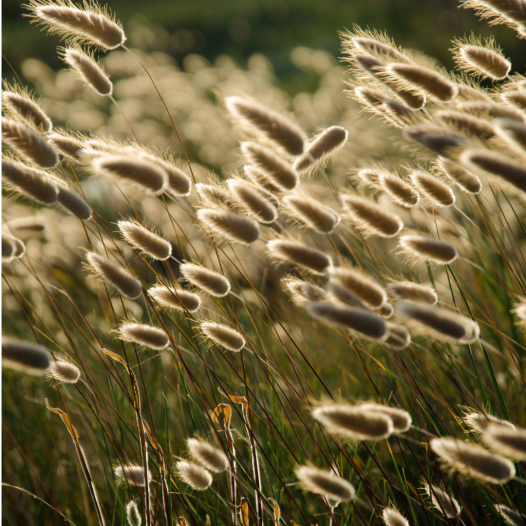 Hazenstaartje (Lagurus ovatus) –| Bio en reproduceerbare zaden