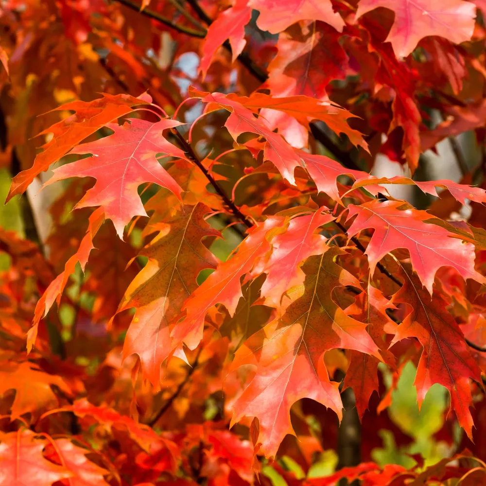 Chêne rouge d'Amérique Quercus rubra