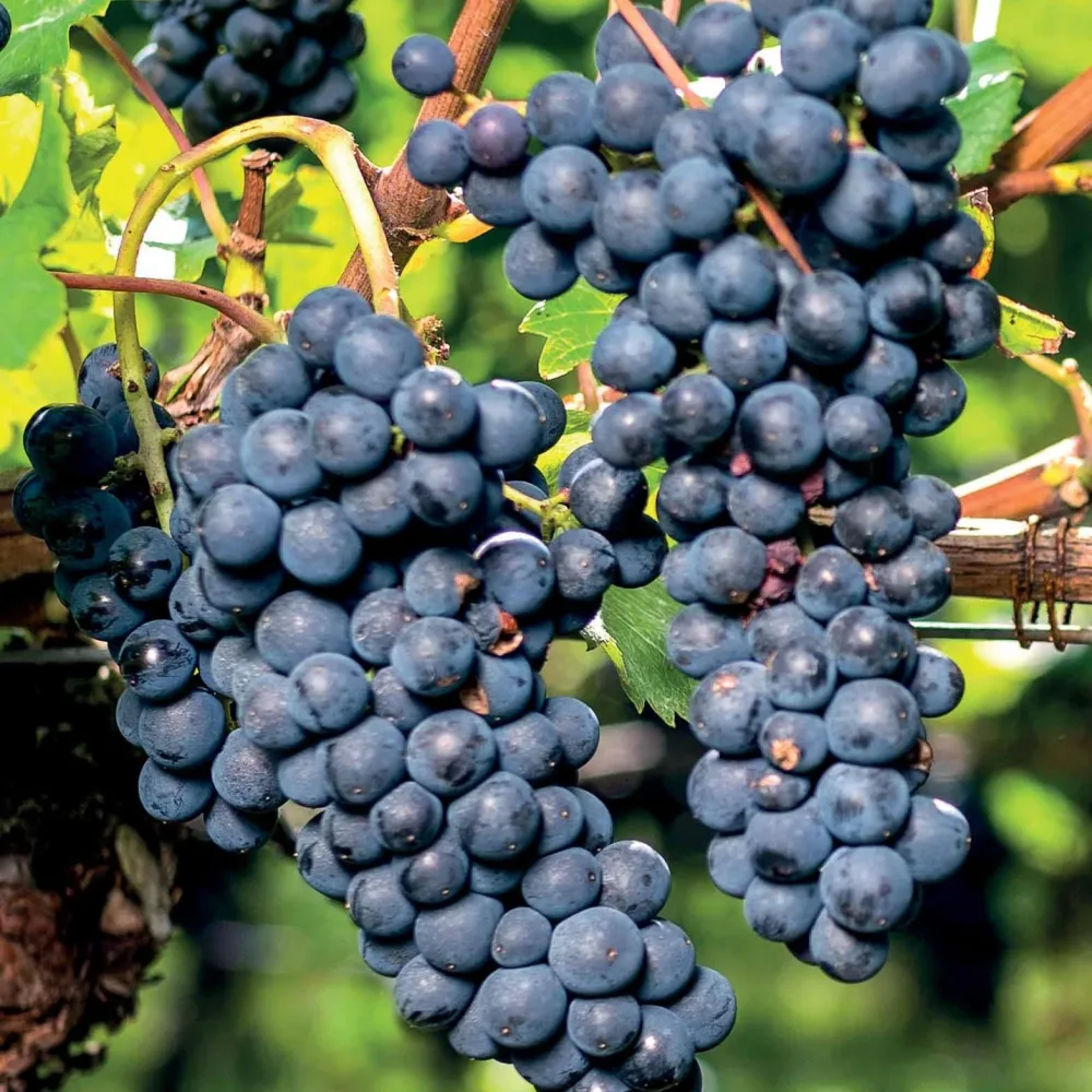 Vigne Boskoop Glory Vitis boskoop glory