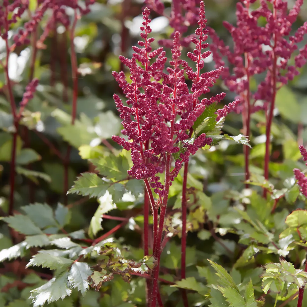 Astilbe vision in Red Astilbe chinensis Vision in Red