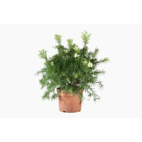 Grevillea Gracilis Alba coloris blanc. Le pot de 3 litres