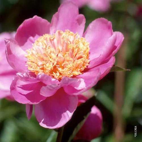 Pivoine de Chine 'Doreen' - Le pot de 2 litres