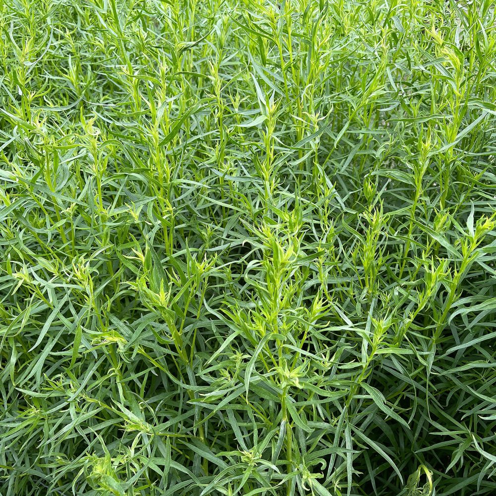 Estragon Artemisia dracunculus